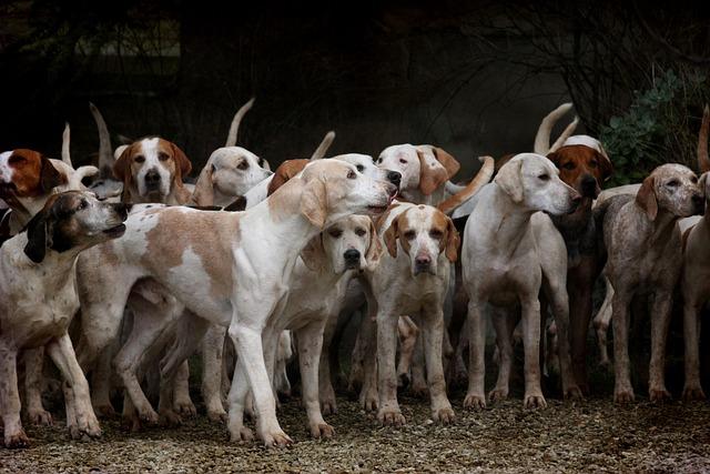 Les races de chiens mises en avant : Découverte des talents canins à travers les éleveurs