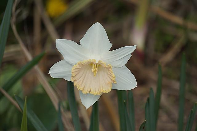 La photographie des cerisiers en fleurs : astuces pour capturer l’éphémère