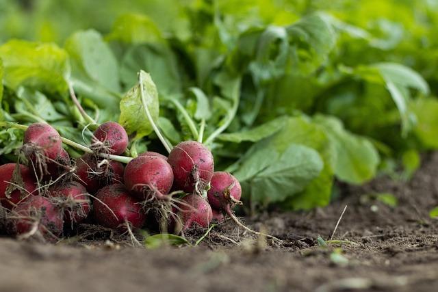 Impact des sécheresses sur lagriculture francilienne et la sécurité alimentaire