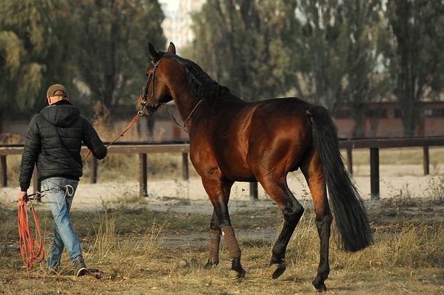 Retour sur les évolutions techniques et stylistiques en dressage
