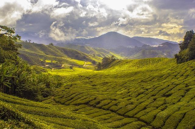 Engager la communauté : initiatives locales pour encourager la plantation