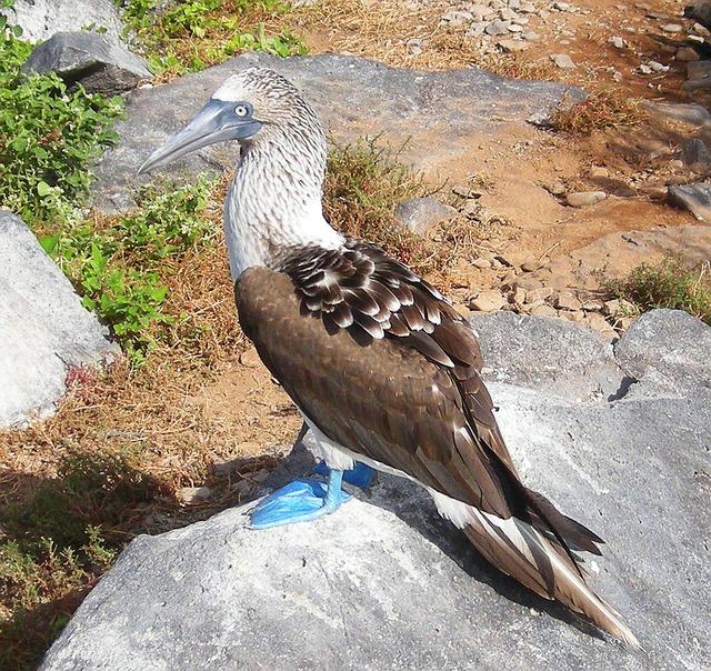 Une analyse des thèmes naturalistes dans le De Rerum Natura