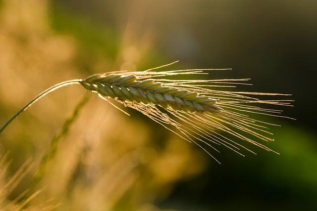 Vers ‍une ⁢agriculture responsable :‍ idées⁤ et actions à‌ envisager