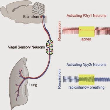 Les neurones sensoriels : clé de la perception corporelle