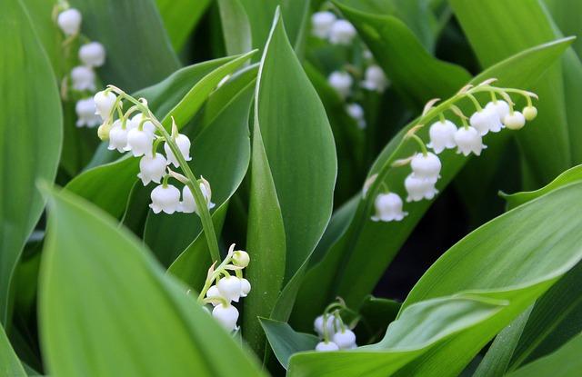 Muguet en fleurs : un appel urgent aux cueillets dans le Sud Loire