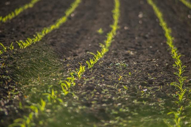 Les Objectifs de la Campagne de Plantation dArbres