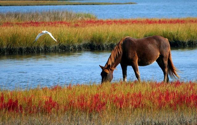 Les lieux emblématiques : où rencontrer le cheval à travers la France