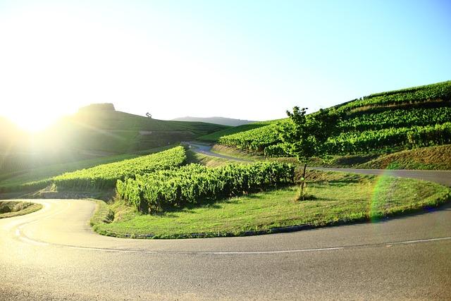 Le bouffay : une vigne emblématique du paysage nantais