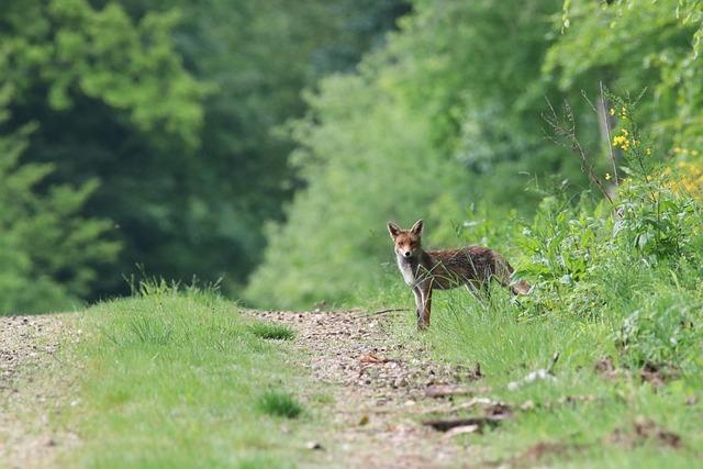 Écosystème de recherche : limpact dINS2I sur le paysage scientifique