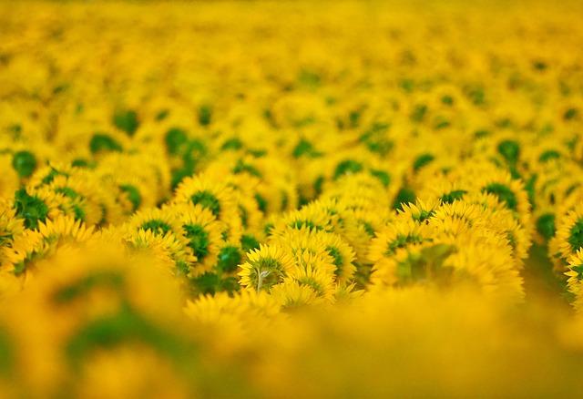 Impacts des abattages sur la Biodiversité Urbaine