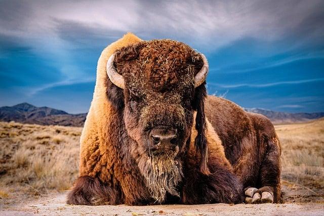 Bison Futé : circulation dense en Île-de-France ce week-end, conseils pour éviter les bouchons - Sortiraparis