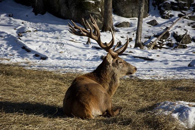 Les conséquences de la maltraitance animale sur la faune locale