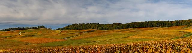 Événements et rencontres : célébrer la vigne au cœur de Nantes