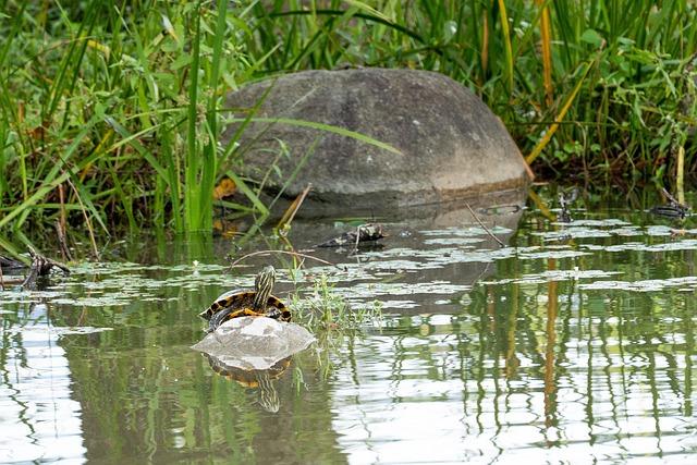 Témoignages des riverains et acteurs locaux sur le projet