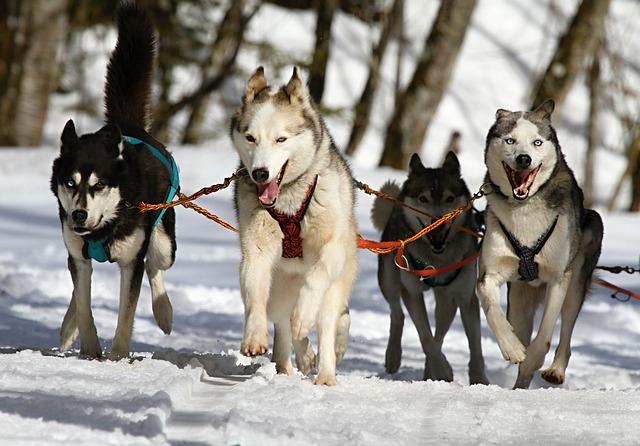 les réactions physiologiques des chiens face aux bisous