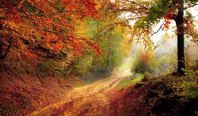 Équilibre entre nature et urbanité : Vers une approche harmonieuse pour Le Mans