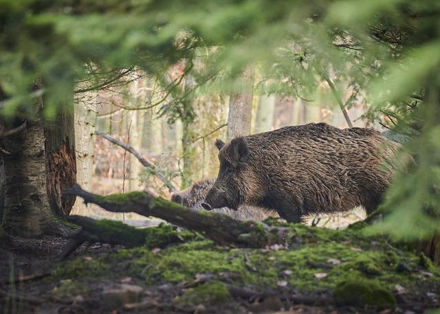 Dynamique écologique : les conséquences de la présence des sangliers en milieu urbain