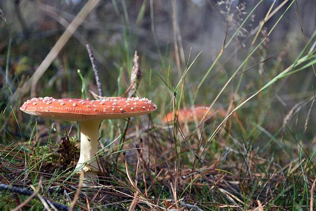Bruyères : Valoriser le patrimoine naturel au cœur des préoccupations écologiques