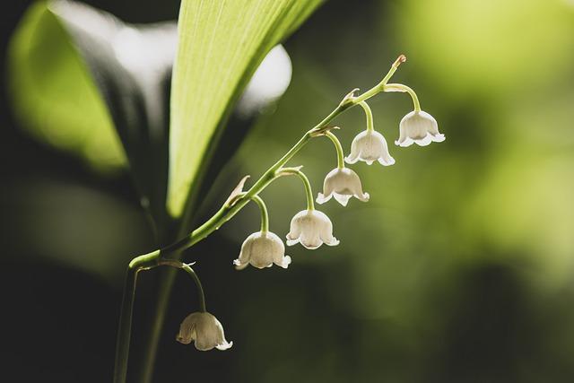 le savoir-faire des producteurs locaux au cœur de la saison du muguet