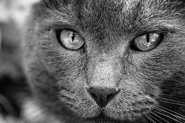 Le rôle des associations de protection animale dans la région nantaise