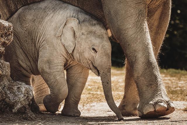 Impacts sur la recherche scientifique contemporaine et la conservation