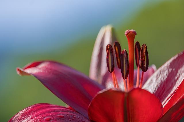 Impacts Économiques : LUsine de Lilium et le Renouveau de lIndustrie Locale