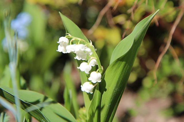 muguet : les producteurs du Sud Loire cherchent 1 980 cueilleurs dès la mi-avril - Ouest-France