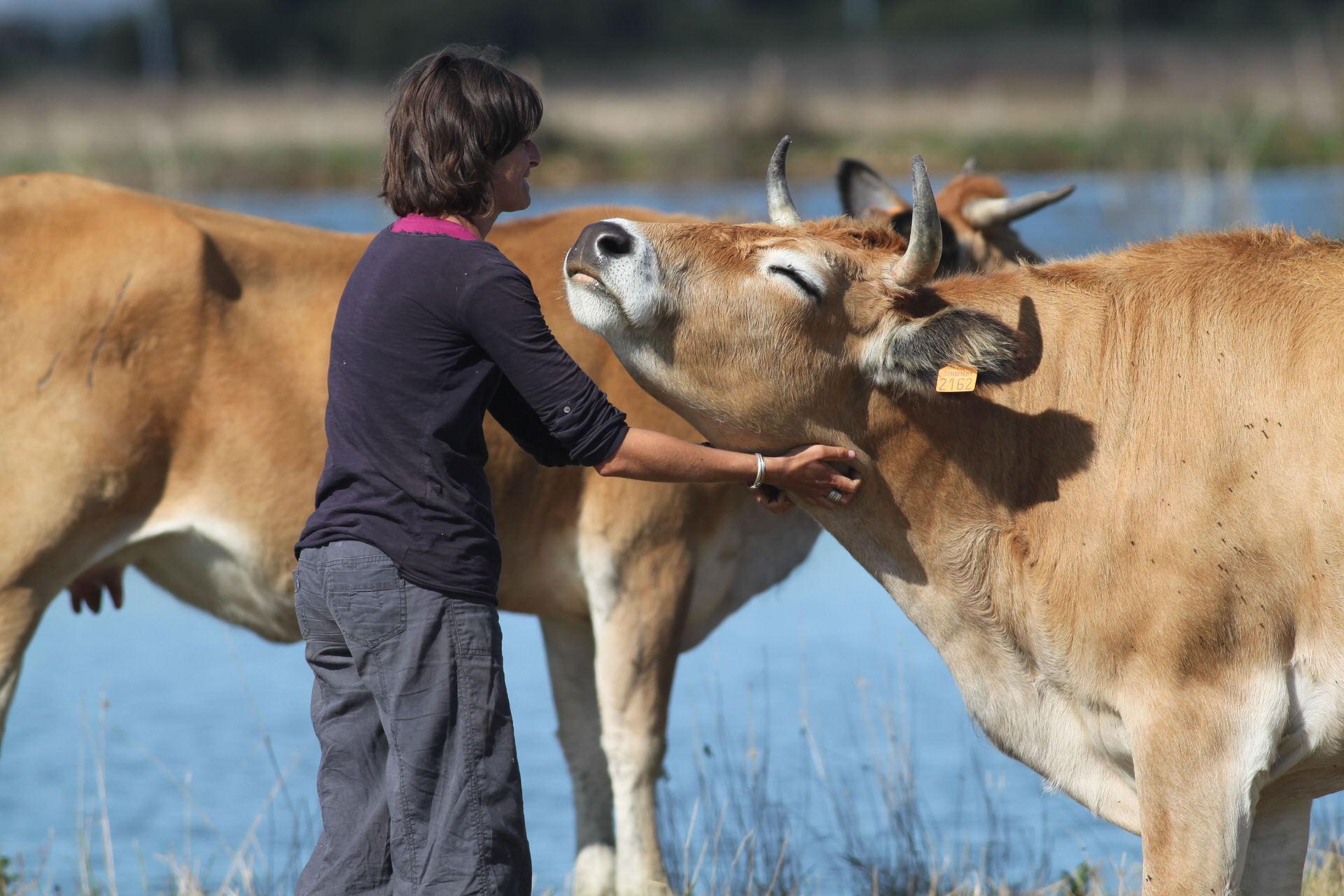 Enjeux et défis : La réalité du bien-être animal dans la métropole lilloise