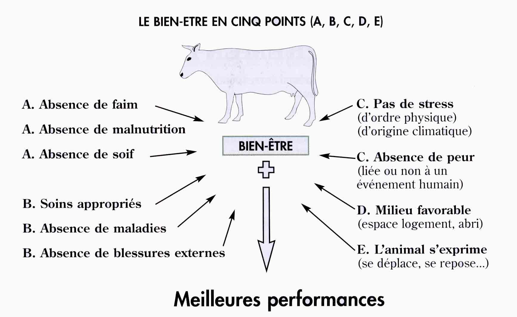 Bien-être animal : Lille, une ville pionnière dans lengagement pour la cause