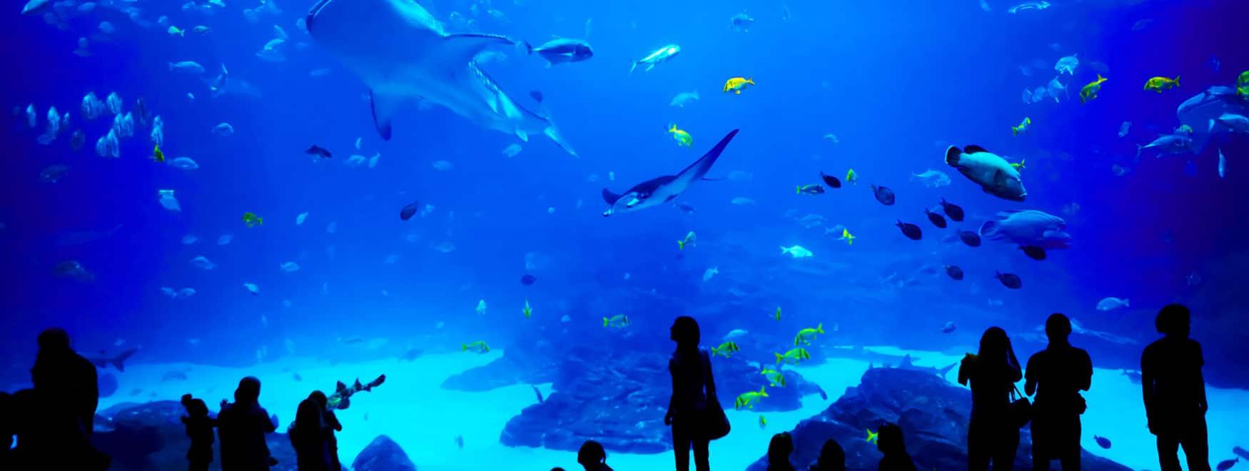 Limpact‍ des aquariums sur lécosystème et la biodiversité locale