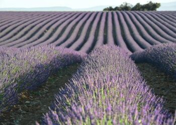 « ici Provence » dévoile son premier épisode du podcast « Partir » pour découvrir Marseille autrement – francebleu.fr