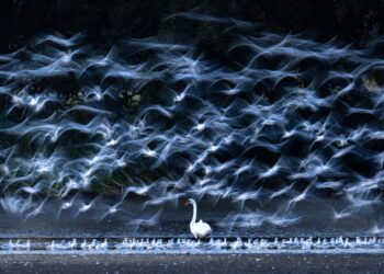 Grégoire Loïs : l’oiseau rare de la biodiversité – Radio France Grégoire Loïs : l’oiseau rare de la biodiversité – Radio France
