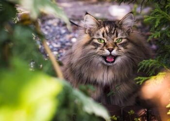 Cat Burns – Sony Music Entertainment France