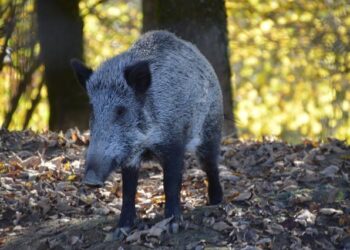 Invasion des sangliers à Larmor Plage – Radio France