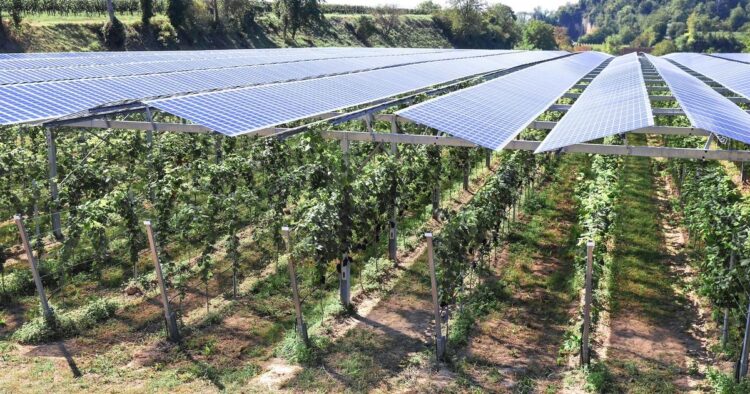 Unlocking the Future of Agrivoltaics: Eric Elbaz and Cero Generation Lead the Charge in France