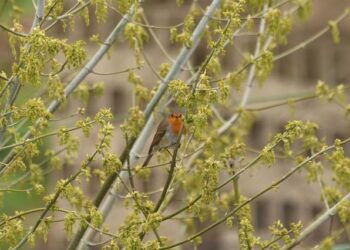 Les 21 Robes Rouges Iconiques du Cinéma Qui Ont Marqué les Esprits