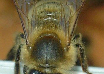 Un essaim d’abeilles envahit un feu tricolore en plein centre-ville : « C’est arrivé comme par magie ! » Un essaim d’abeilles envahit un feu tricolore en plein centre-ville : « C’est arrivé comme par magie ! »