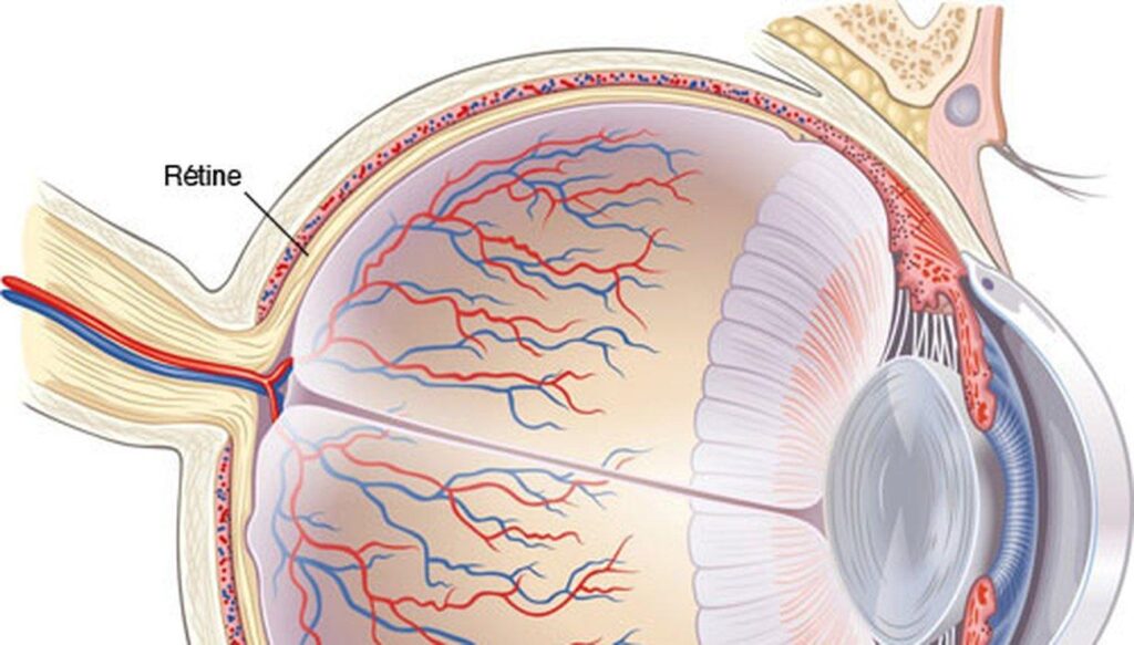 Révolution dans le traitement des maladies de la rétine grâce à de nouvelles cellules souches ! Révolution dans le traitement des maladies de la rétine grâce à de nouvelles cellules souches !