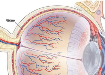 Révolution dans le traitement des maladies de la rétine grâce à de nouvelles cellules souches !