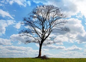 Libération Day: How Will Global Trade Adapt to New U.S. Taxes?