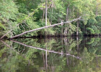 Un détenu lynché à la prison de Bordeaux après des accusations de viol : un drame choquant