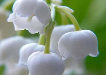 1er Mai : Une Boulangère de Marseille Prend le Risque d’Ouvrir Ses Portes !