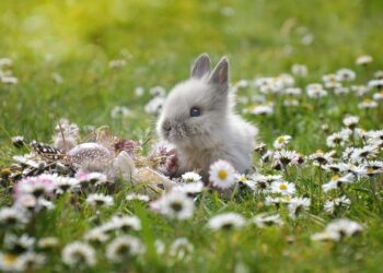 Bad Bunny en France en 2026 : Découvrez comment décrocher vos billets pour ses concerts à Paris et Marseille !