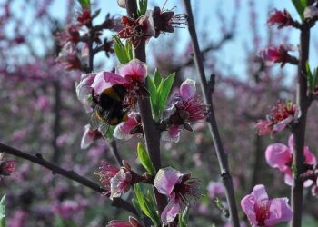 Le Déluge » de Gianluca Jodice : Un Film de Droite Déguisé ? Découvrez la Vérité !