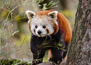 Strengthening Ties: Paris and Beijing Boost Economic Dialogue