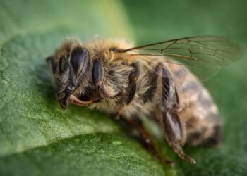 Les Néonicotinoïdes : Menace pour nos Abeilles ? Découvrez les Révélations Scientifiques !