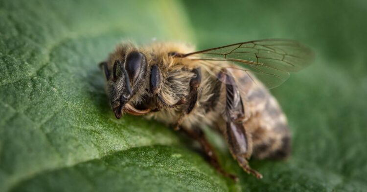 Les Néonicotinoïdes : Menace pour nos Abeilles ? Découvrez les Révélations Scientifiques !