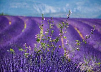 Discover Why Investing in Provence, France Is a Smart Move Discover Why Investing in Provence, France Is a Smart Move