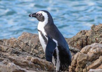 Discover the Mesmerizing Sounds of GoGo Penguin’s « Fallowfield Loops