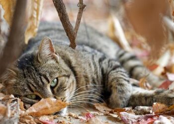 300 grandes entreprises, administrations et start-up unissent leurs forces pour défendre la souveraineté technologique et l’autonomie numérique en France et en Europe